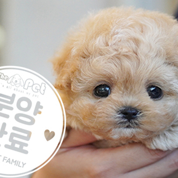 말티푸 왕자님 11.04