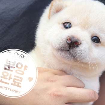 콩시바 왕자님 2.9