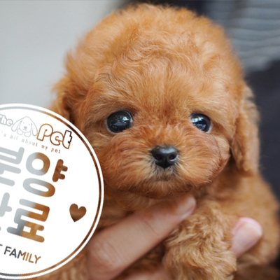 푸들 왕자님 2.10