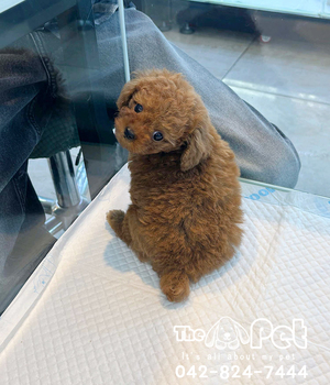 푸들 분양후기(26.04.25)