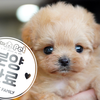 말티푸 공주님 1.20