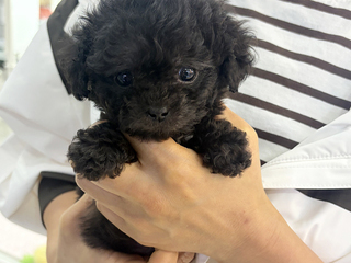 실버푸들 분양후기(26.05.04)