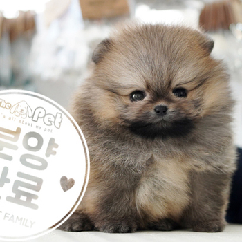 포메라니안 왕자님 11.10