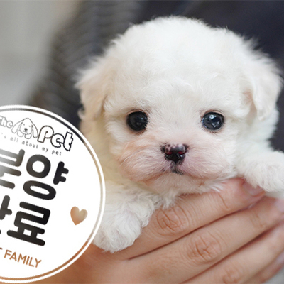 미니비숑 공주님 2.12
