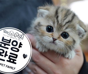 스코티쉬 폴드 공주님 2.25