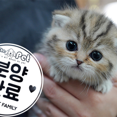 스코티쉬 폴드 공주님 2.25