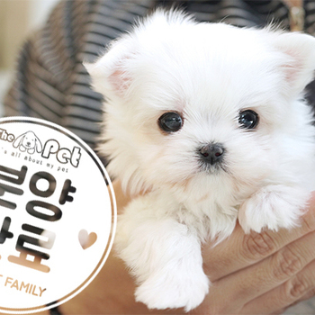 말티즈 공주님 3.2