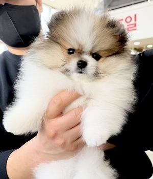 포메 분양후기(26.01.25)