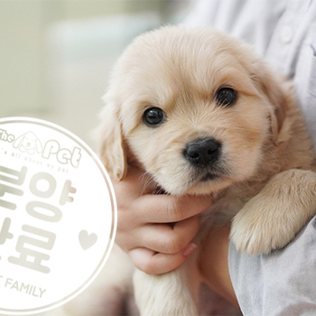 골든리트리버 왕자님 10.5
