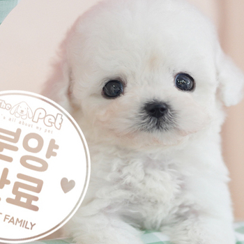 미니비숑 왕자님 10.27