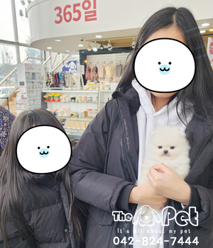 포메라니안 분양후기(26.02.04)