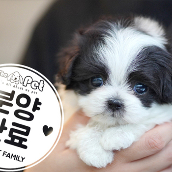 말티푸 왕자님 12.23