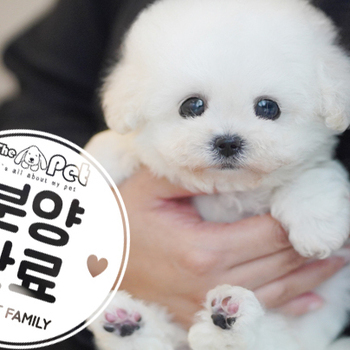 비숑프리제 왕자님 10.18