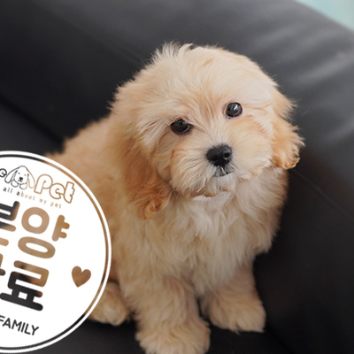 골든두들 왕자님 2.27