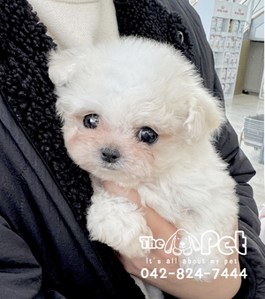 비숑 분양후기(26.03.14)
