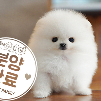 포메라니안 왕자님 11.04