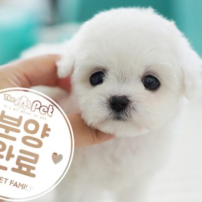미니비숑 공주님 1.16