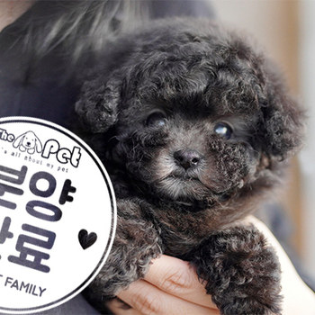 실버푸들 공주님 12.01