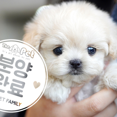 말티푸 왕자님 1.21