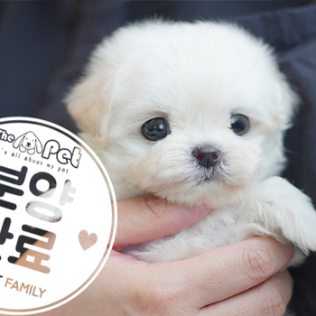 말티푸 왕자님 12.08