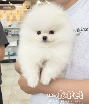 포메 분양후기(26.05.02)