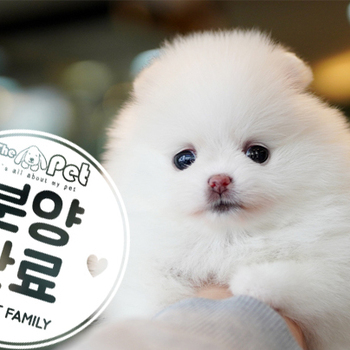 포메라니안 공주님 1.30