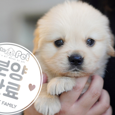 골든리트리버 왕자님 1.19