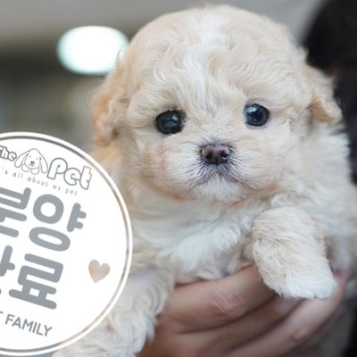 말티푸 왕자님 2.2