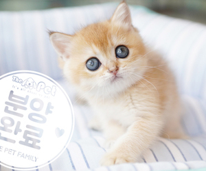 브리티쉬숏헤어 공주님 11.23