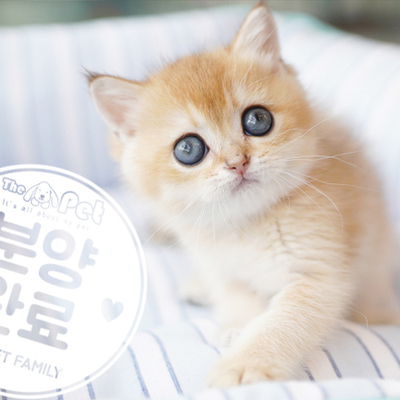 브리티쉬숏헤어 공주님 11.23
