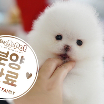 포메라니안 공주님 11.10