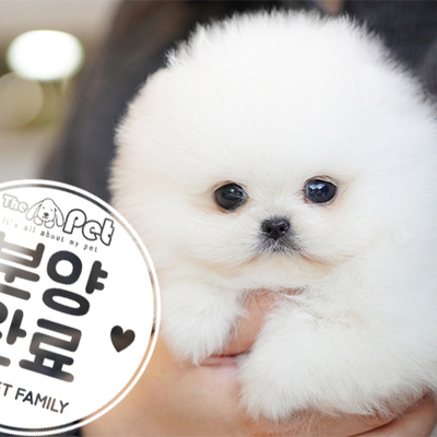 포메라니안 공주님 12.18