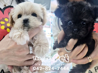 말티푸, 푸들 분양후기(26.05.13)