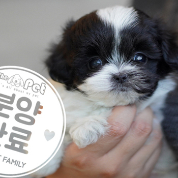 말티푸 왕자님 12.18