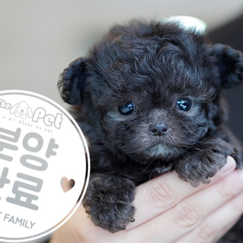 실버푸들 공주님 12.19