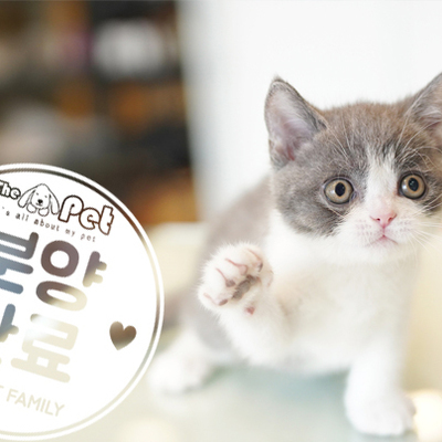 브리티쉬숏헤어 왕자님 11.17