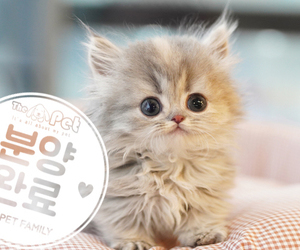 먼치킨 공주님 10.20