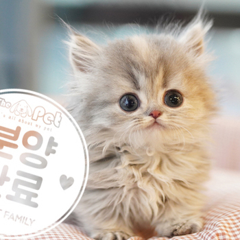먼치킨 공주님 10.20