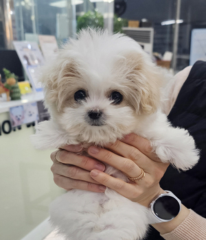 꼬숑 분양후기(26.03.08)