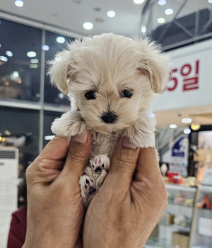 말티푸 분양후기(26.05.04)