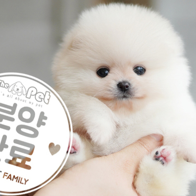 포메라니안 공주님 2.12