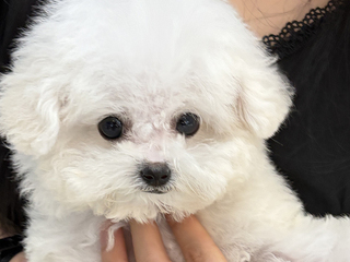 비숑 분양후기(26.04.19)