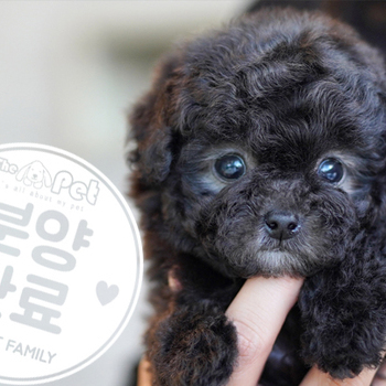 실버푸들 공주님 1.19