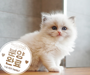 랙돌 왕자님 2.15