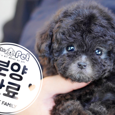 실버푸들 왕자님 2.6