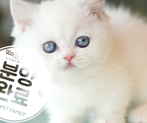먼치킨 공주님 1.1