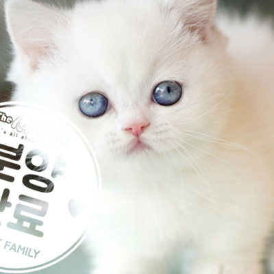 먼치킨 공주님 1.1