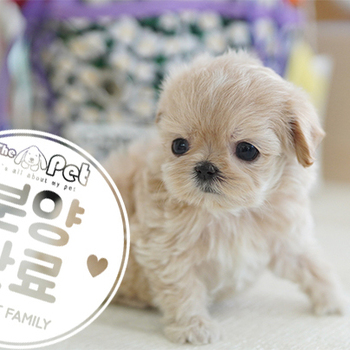 말티푸 공주님 11.05