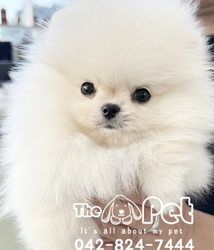 포메라니안 분양후기(26.05.08)
