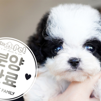 파티푸들 공주님 12.26